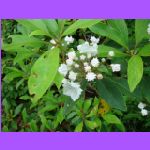 Blooming Mountain Laurel.jpg